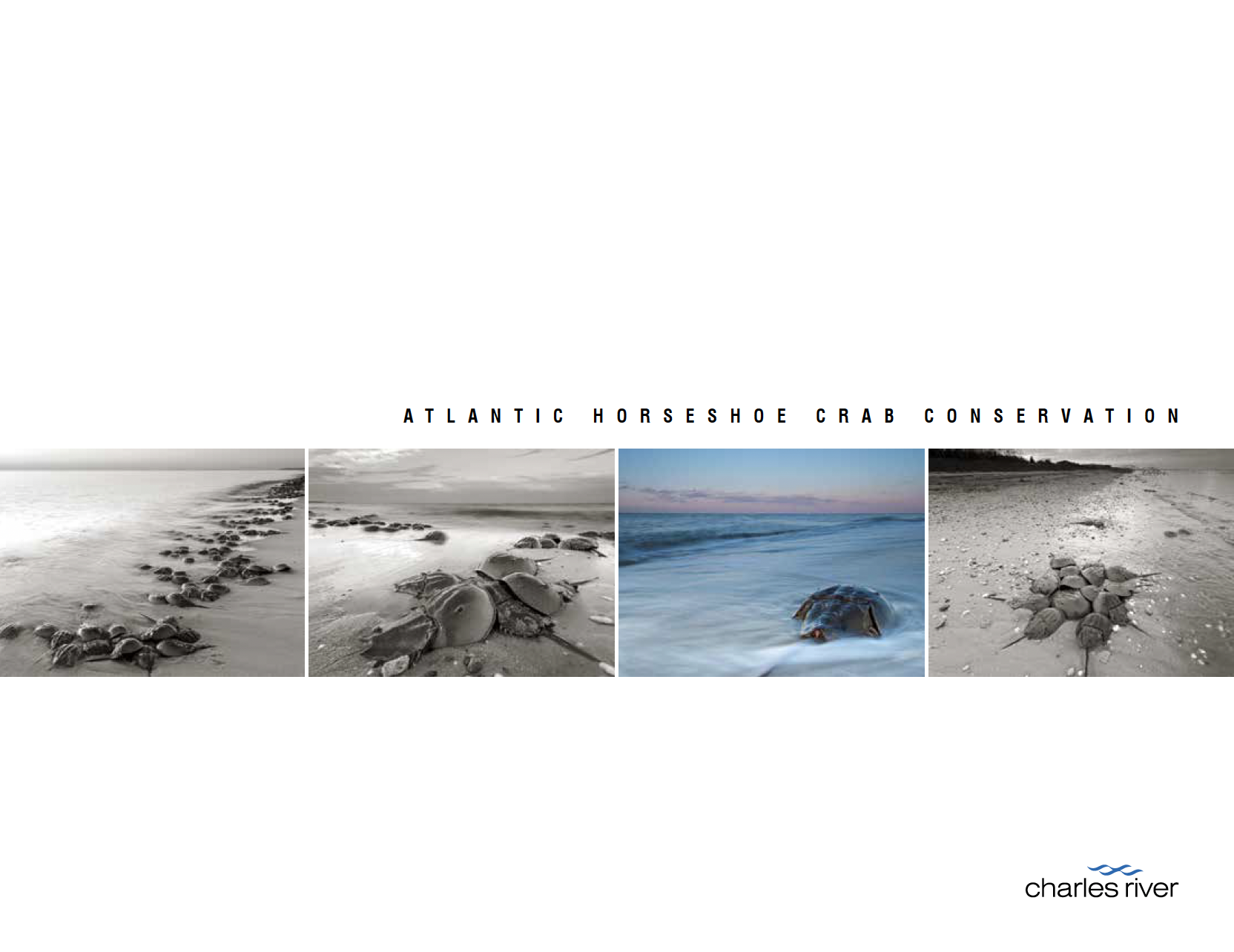 Atlantic Horseshoe Crab Conservation